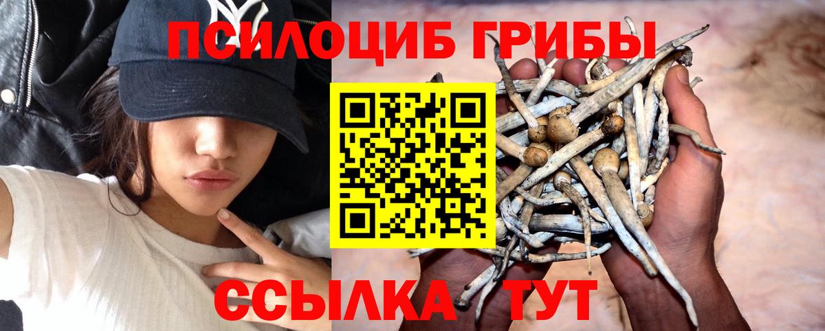 Зерноград  что такое   Галлюциногенные грибы Cubensis  Вход с VPN  Псилоцибиновые грибы GOLDEN TEACHER 